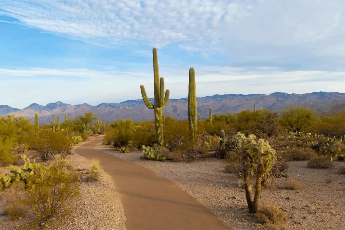 Desert in Arizona. 