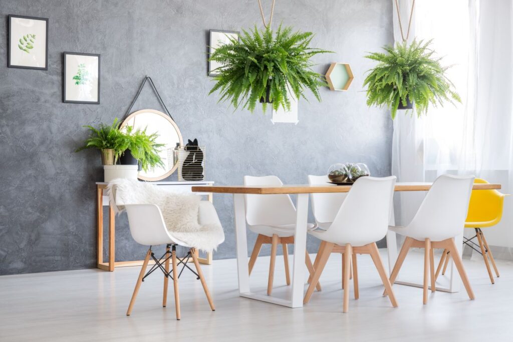 Two indoor ferns hang over the dining table