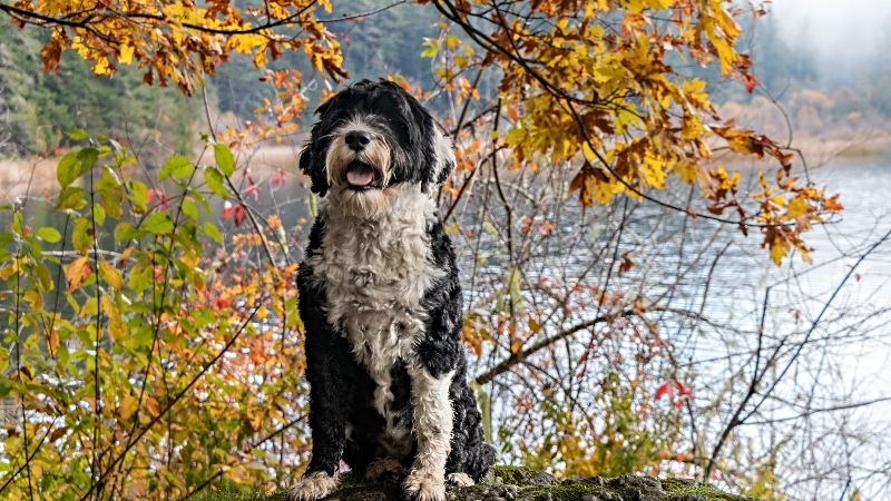 Portuguese water dog