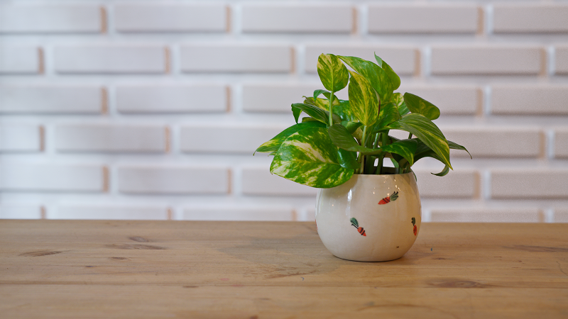 pothos indoor plants