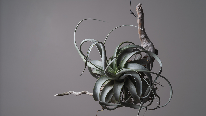 Tillandsia Xerographica