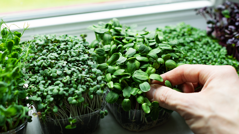 grow microgreens in your apartment