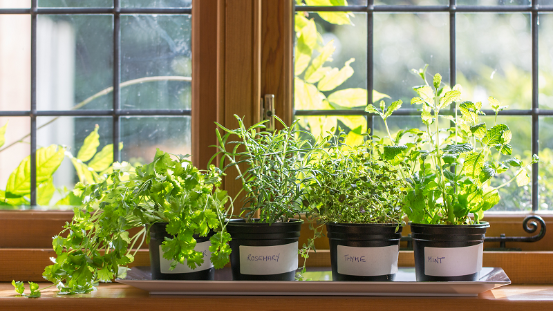 aromatic plants for apartment