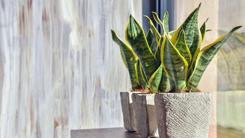 snake plants for apartment living