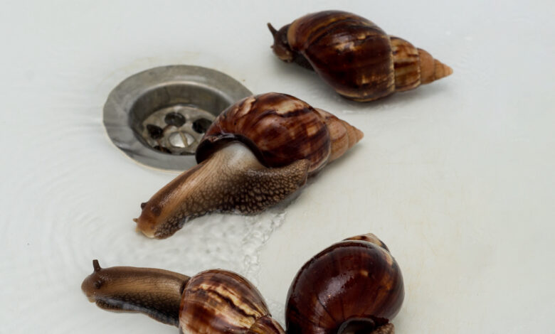 slugs in bathroom sink