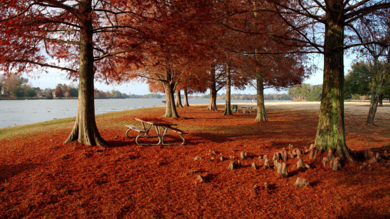 View of red leaf cypress trees at University Lake, Baton Rouge, Louisiana, USA