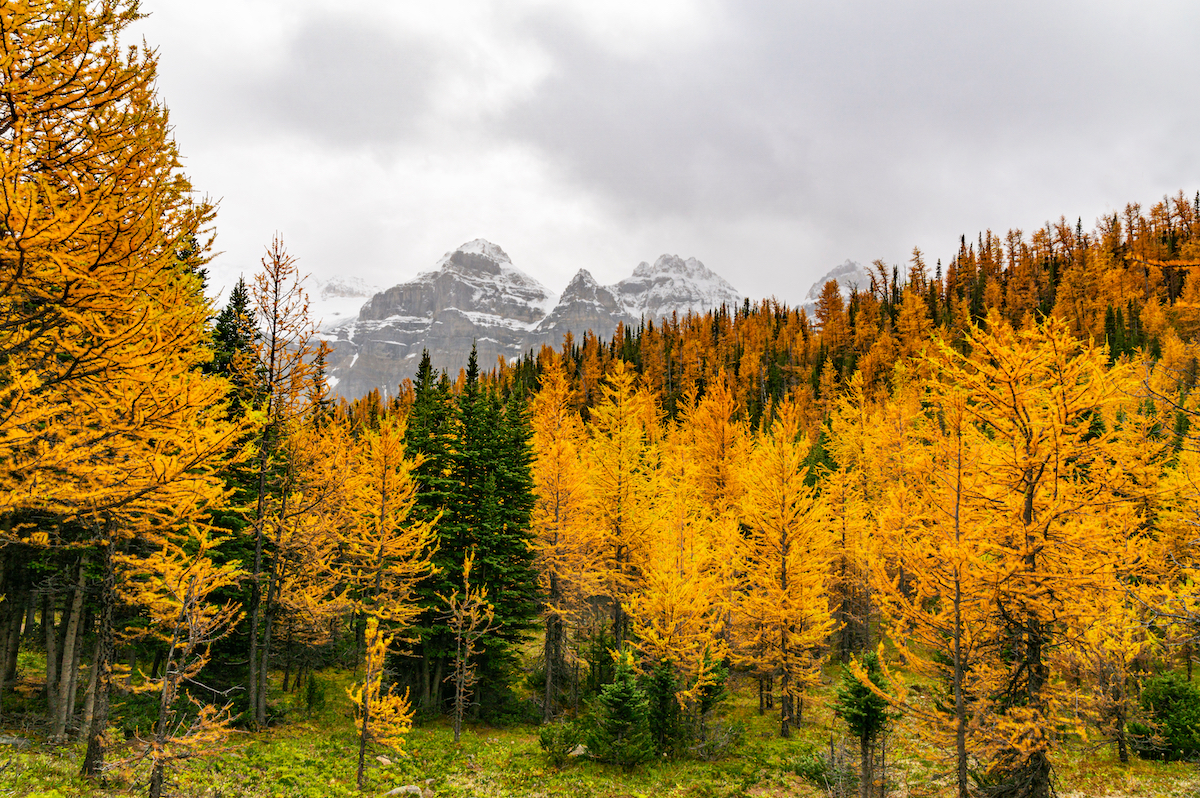 Denver, CO for Fall Allergies