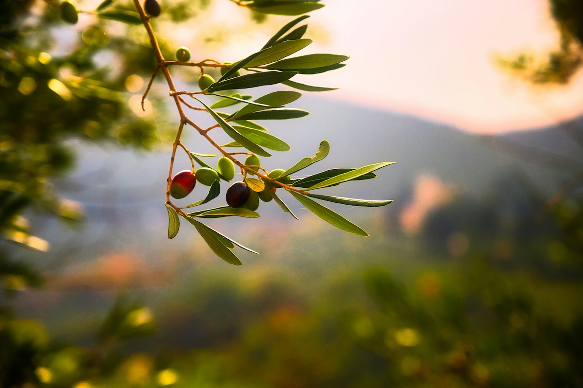 olive notes fit in winter and spring candle scents alike