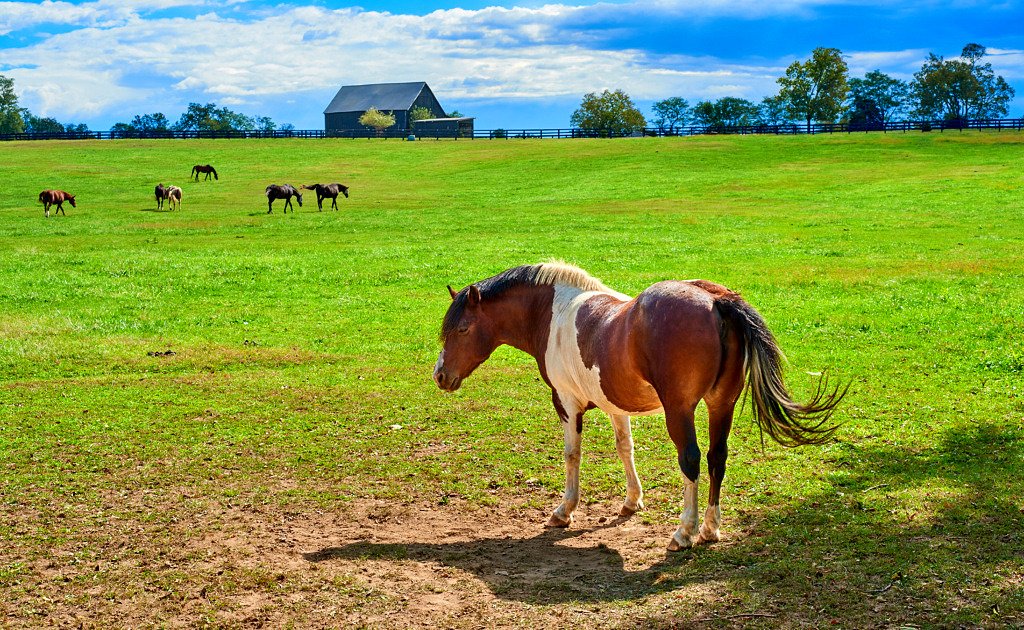 horse at Kentucky Horse Farm