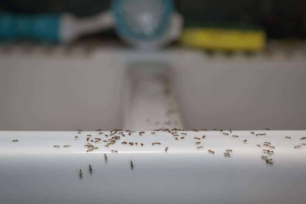 Ants in an apartment can spread easily.