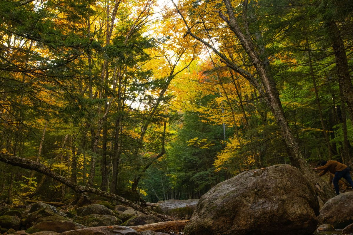 NH forests