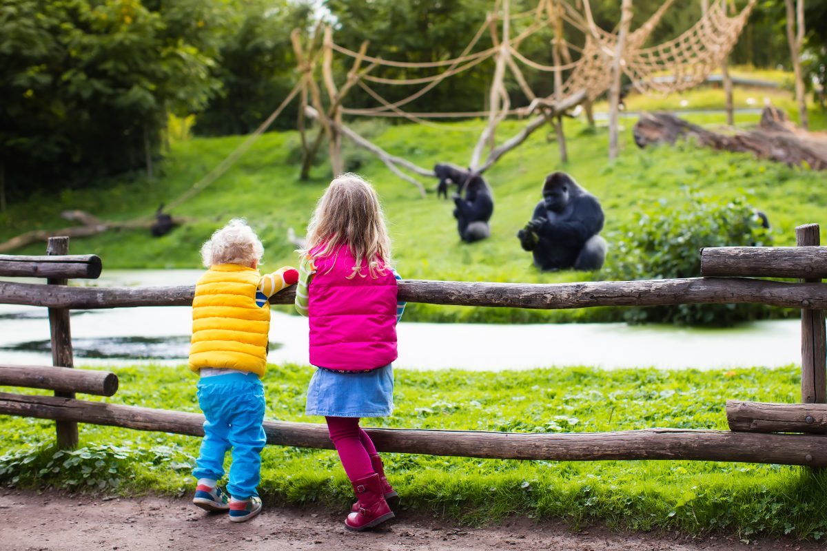 Two children lean against the wood fencing around a gorilla enclosure at a zoo. A few gorillas sit in the field in front of them.