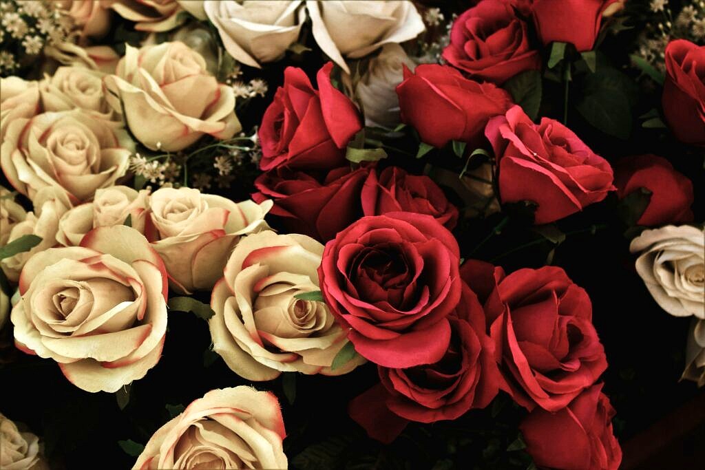 Bouquet of red and white roses