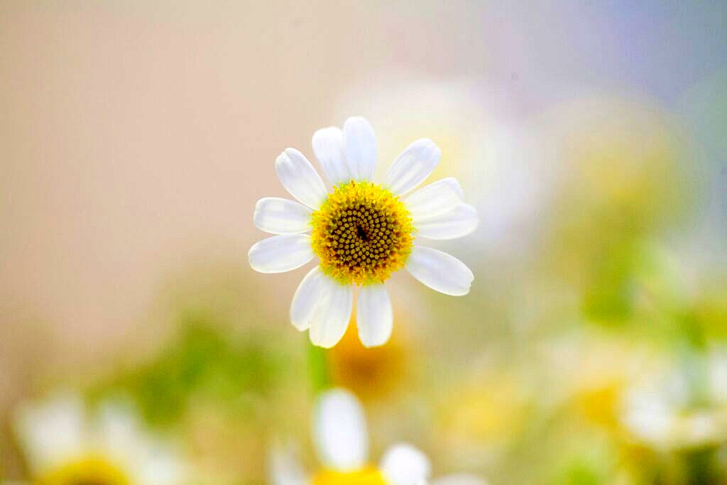 flower in a field